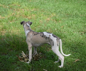 Whippet Puppy for sale in DONALDS, SC, USA