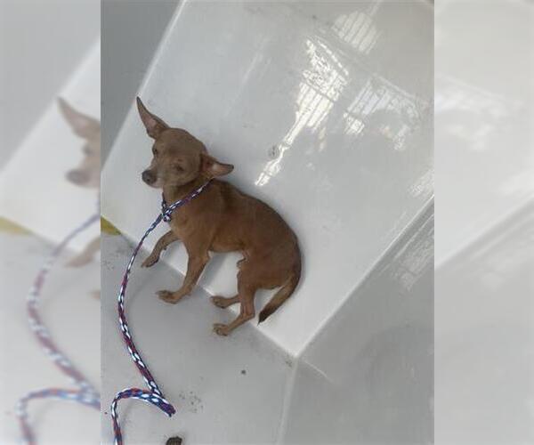 Medium Photo #1 Chihuahua Puppy For Sale in Houston, TX, USA