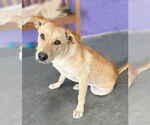 Small #1 Labrador Retriever Mix