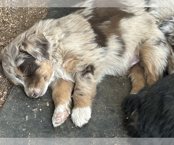 Medium Photo #18 Australian Shepherd Puppy For Sale in BAILEY, CO, USA