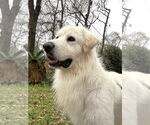 Small #2 Great Pyrenees