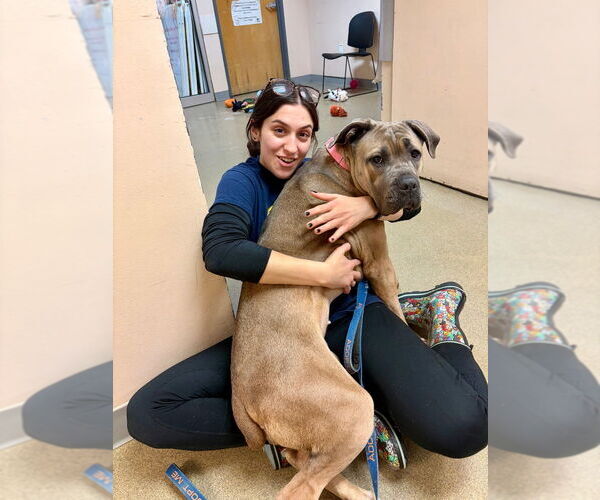 Medium Photo #6 Mastiff-Unknown Mix Puppy For Sale in Sayreville, NJ, NJ, USA