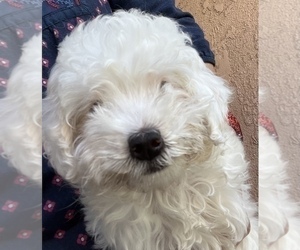 Maltese Puppy for Sale in TULARE, California USA