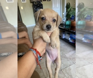 Australian Terrier-Chihuahua Mix Puppy for sale in FONTANA, CA, USA