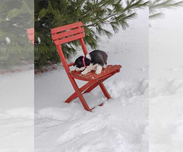 Medium Photo #9 Siberian Husky Puppy For Sale in AUBURN, NY, USA