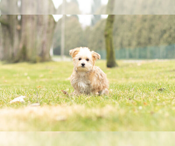 Medium Photo #7 Morkie Puppy For Sale in NAPPANEE, IN, USA