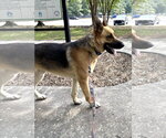 Small #1 German Shepherd Dog