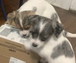 Small #3 German Hunting Terrier-Lowchen Mix