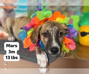 Plott Hound-Unknown Mix Dogs for adoption in Virginia Beach, VA, USA