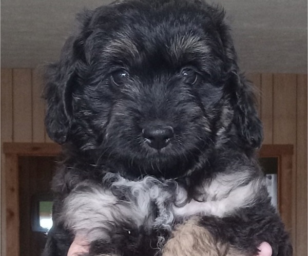 Medium Photo #5 Aussiedoodle Toy Puppy For Sale in MILFORD, IN, USA