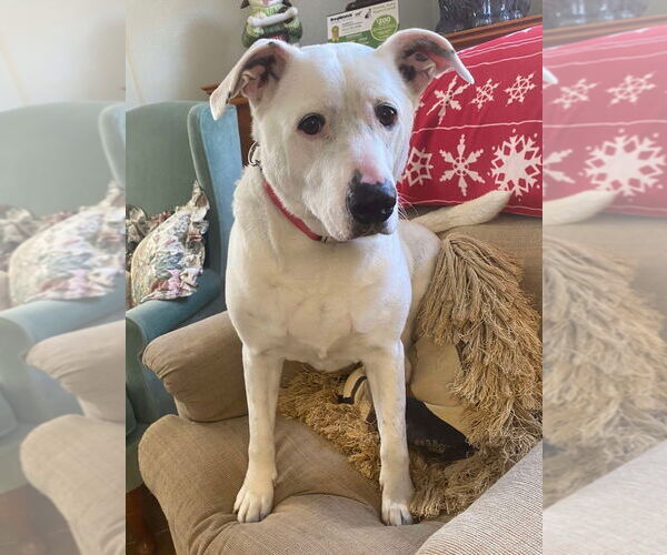 Medium Photo #5 American Pit Bull Terrier Puppy For Sale in Osgood, IN, USA