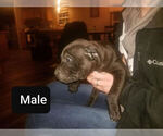 Small Photo #4 American Bully Puppy For Sale in MOTLEY, MN, USA