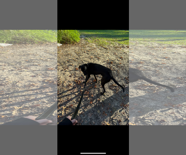 Medium Photo #12 Great Dane Puppy For Sale in Buffalo, MN, USA