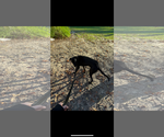 Small #11 Great Dane