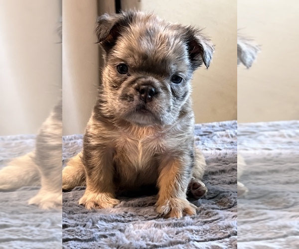 Medium Photo #2 English Bulldog Puppy For Sale in LANCASTER, CA, USA