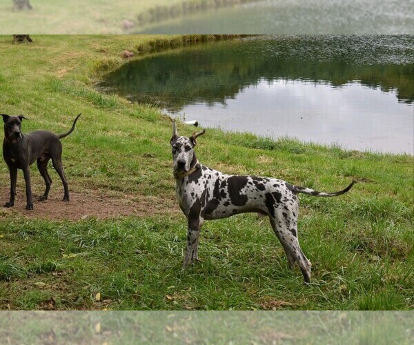 Medium Photo #1 Great Dane Puppy For Sale in MOUNTAIN HOME, ID, USA