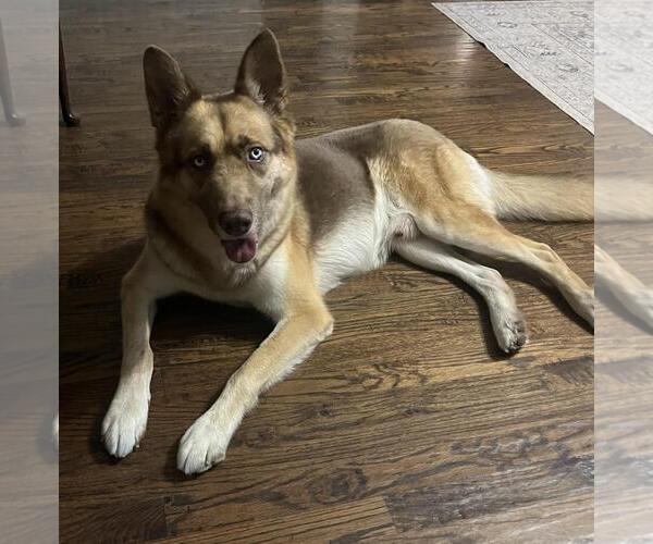 Medium Photo #3 Siberian Husky-Unknown Mix Puppy For Sale in Rockwall, TX, USA