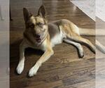 Small Photo #3 Siberian Husky-Unknown Mix Puppy For Sale in Rockwall, TX, USA