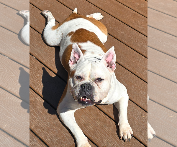 Medium Photo #4 Bulldog Puppy For Sale in Westminster, MA, USA