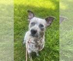 Small #3 American Staffordshire Terrier-Border Collie Mix