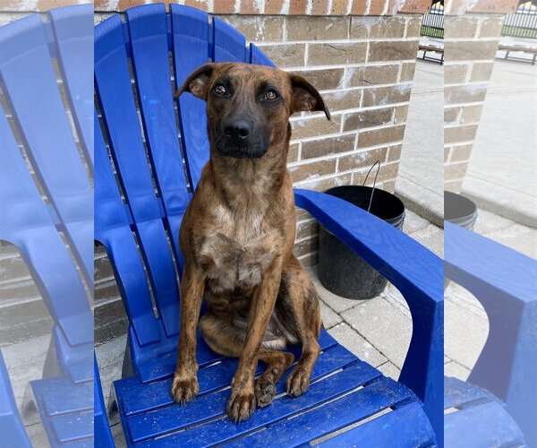 Medium Photo #1 Catahoula Leopard Dog-Unknown Mix Puppy For Sale in Spring, TX, USA