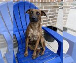 Small Photo #1 Catahoula Leopard Dog-Unknown Mix Puppy For Sale in Spring, TX, USA