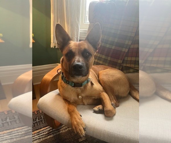 Medium Photo #9 German Shepherd Dog-Unknown Mix Puppy For Sale in Minneapolis, MN, USA