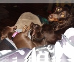Small Photo #1 Dachshund Puppy For Sale in EVANSDALE, IA, USA