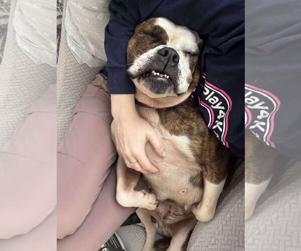 Medium Photo #3 American Bulldog Puppy For Sale in Raleigh, NC, USA