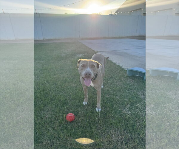 Medium Photo #3 American Pit Bull Terrier-American Staffordshire Terrier Mix Puppy For Sale in phoenix, AZ, USA