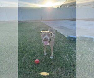 Indy - Female American Pit Bull Terrier-American Staffordshire Terrier Mix Dog for Adoption - Photo #3