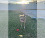 Small #2 American Pit Bull Terrier-American Staffordshire Terrier Mix
