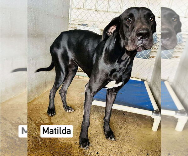 Medium Photo #1 Great Dane Puppy For Sale in Bullard, TX, USA