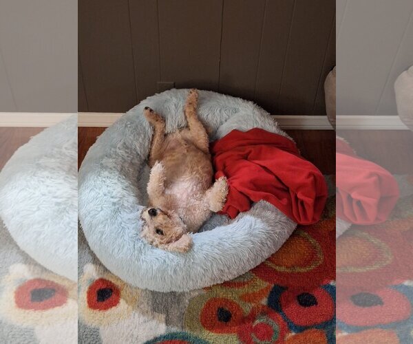 Medium Photo #8 Poodle (Miniature)-Unknown Mix Puppy For Sale in  Ramona, CA, USA