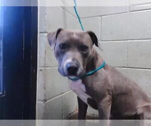 Mutt Dogs for adoption in Tulsa, OK, USA