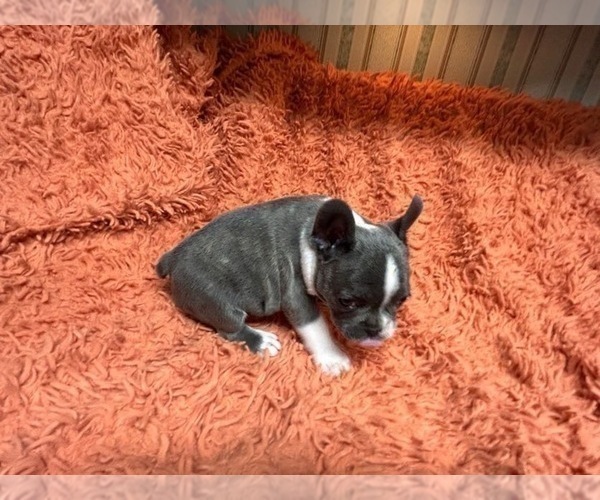 Medium Photo #3 French Bulldog Puppy For Sale in RESACA, GA, USA