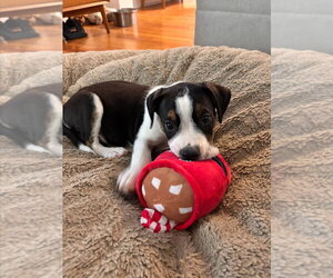 Mutt Dogs for adoption in Salt Lake City, UT, USA