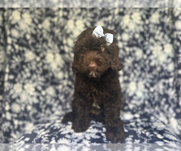 Medium Photo #5 Cock-A-Poo Puppy For Sale in LAKELAND, FL, USA