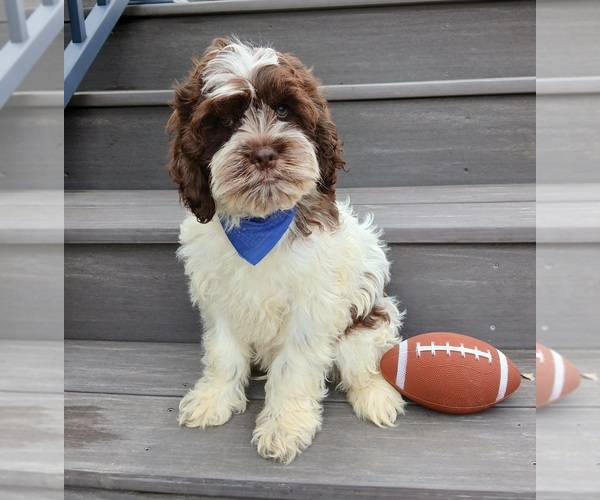 Medium Photo #3 Cockapoo (Miniature) Puppy For Sale in WOOSTER, OH, USA