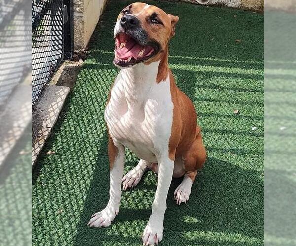 Medium Photo #9 Boxer-Unknown Mix Puppy For Sale in Rockwall, TX, USA