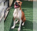 Small #8 Boxer Mix