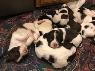English Springer Spaniel Puppy for sale in BOONVILLE, CA, USA