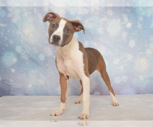 Mutt Dogs for adoption in Oroville, CA, USA