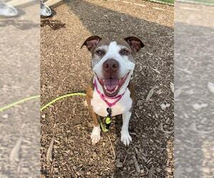 American Pit Bull Terrier Dogs for adoption in Waterford, VA, USA