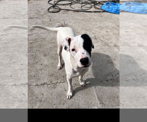Gus - Male Staffordshire Bull Terrier-Unknown Mix Dog for Adoption - Photo #7