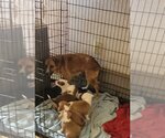Small Photo #3 Bogle Puppy For Sale in Aurora, IN, USA