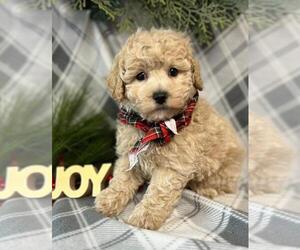 Poodle (Miniature) Puppy for sale in ORO VALLEY, AZ, USA
