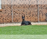 Small #4 Doberman Pinscher