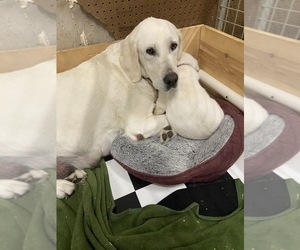 Mother of the Labrador Retriever puppies born on 09/01/2022