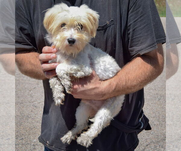 Medium Photo #2 Havanese Puppy For Sale in Huntley, IL, USA